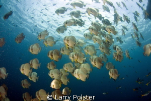 Schooling spadefish in Raja Ampat by Larry Polster 